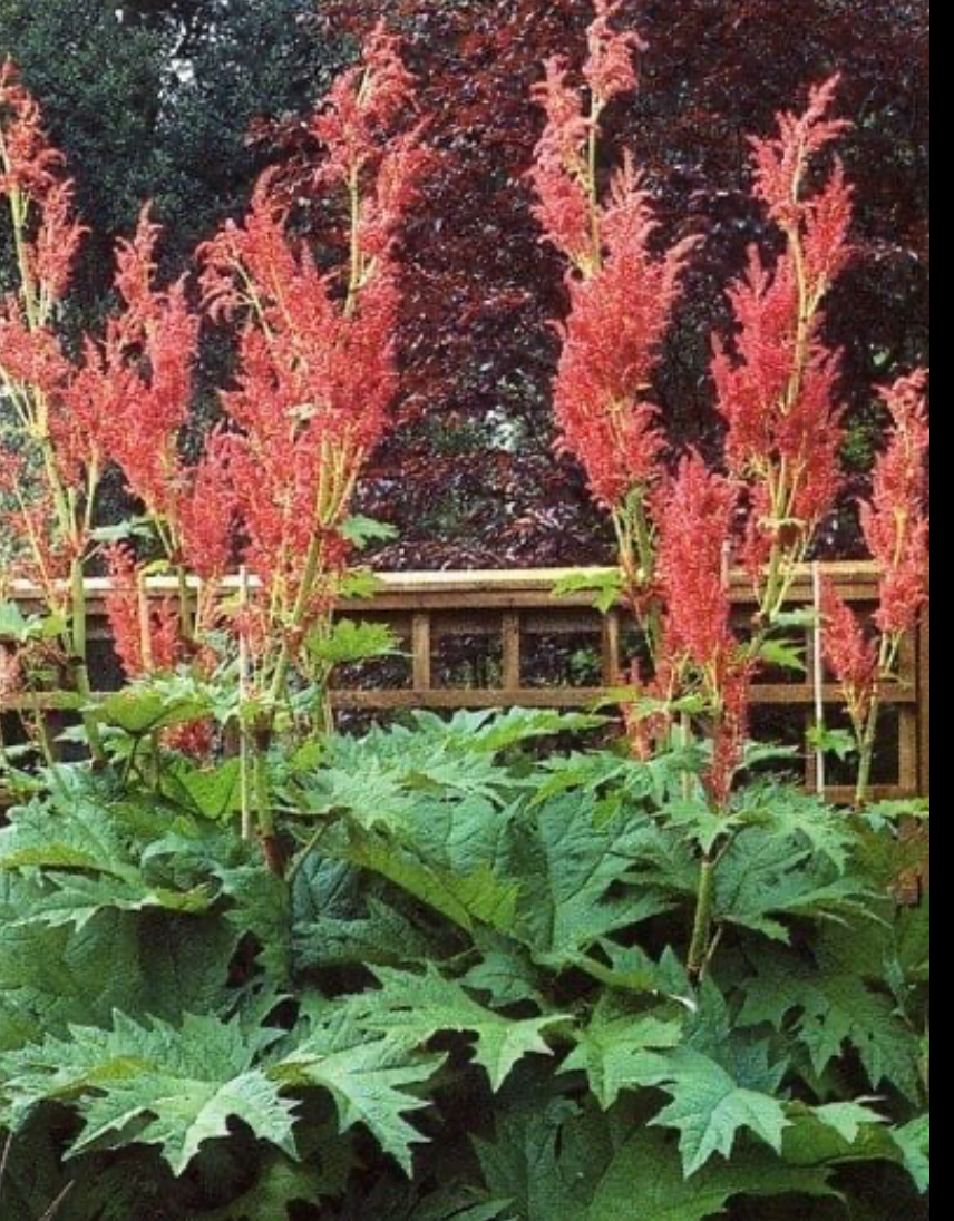 RHEUM PALMATUM TANGUTICUM / ORNAMENTAL RHUBARB