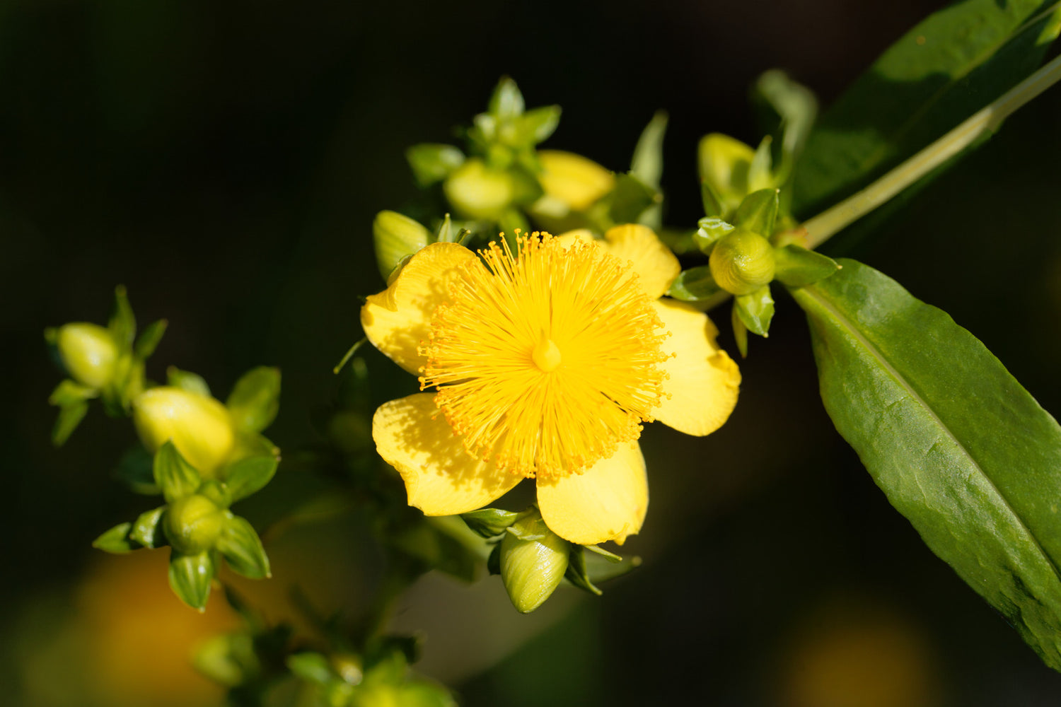 HYPERICUM PROLIFICUM / SHRUBBY ST. JOHN&