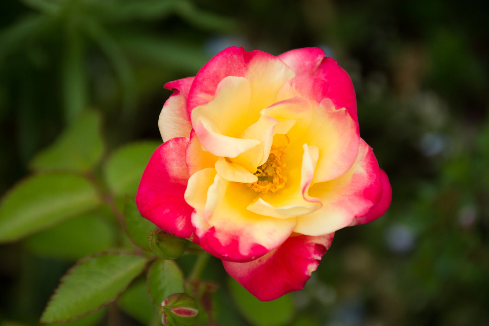 ROSA CAMPFIRE / CAMPFIRE ROSE