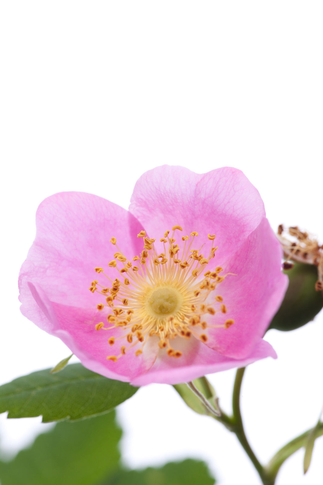 ROSA BLANDA / MEADOW ROSE