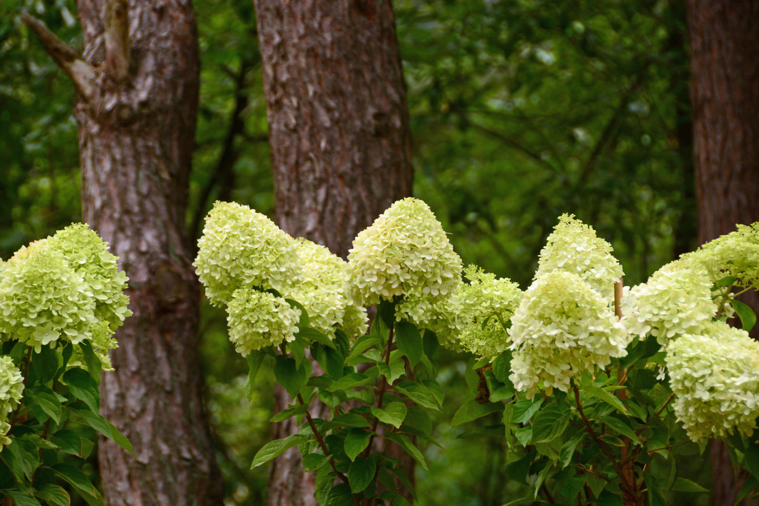 HYDRANGEA PANICULATA LITTLE LIME PUNCH® / LITTLE LIME PUNCH® PANICLE HYDRANGEA