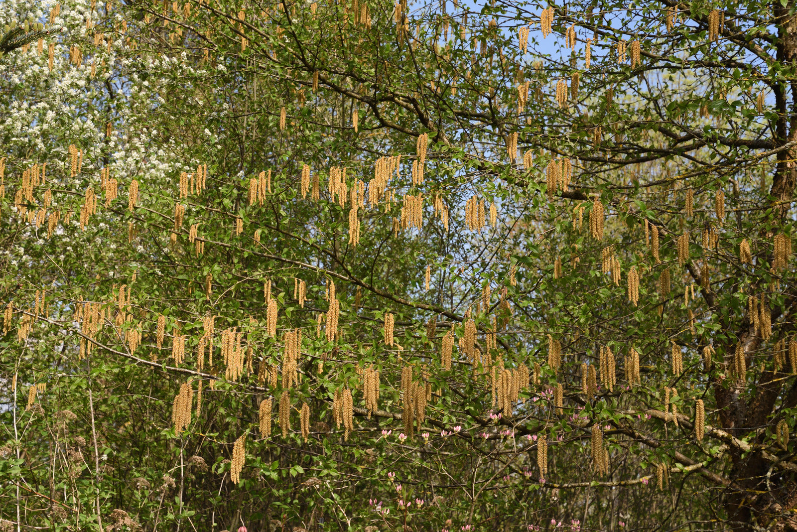 BETULA ALLEGHANIENSIS / YELLOW BIRCH