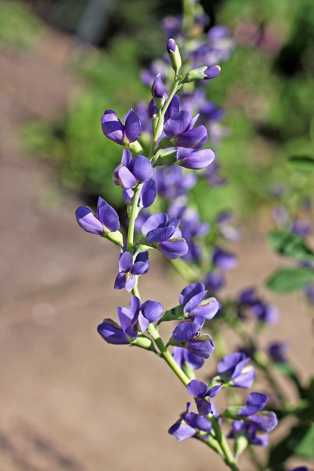 BAPTISIA AUSTRALIS / BLUE FALSE INDIGO