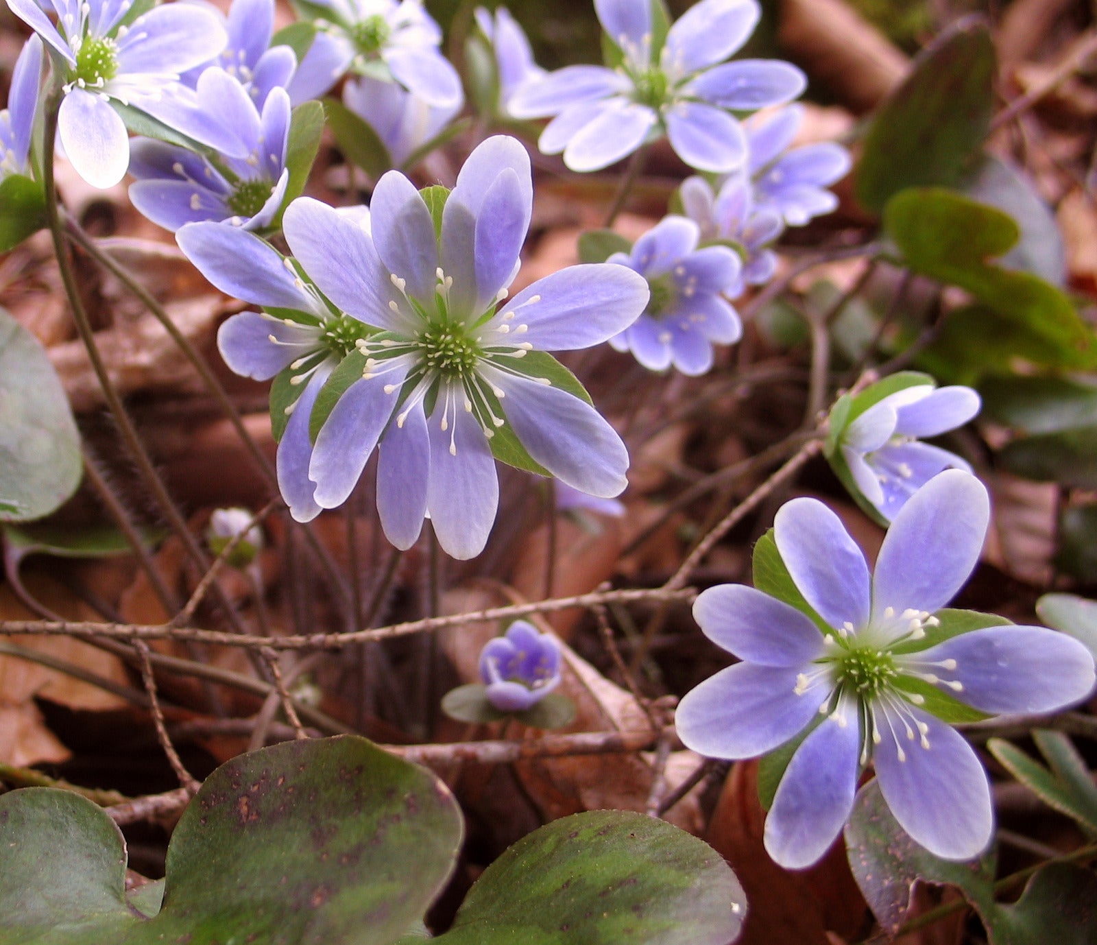 HEPATICA AMERICANA / ROUND-LOBED HEPATICA