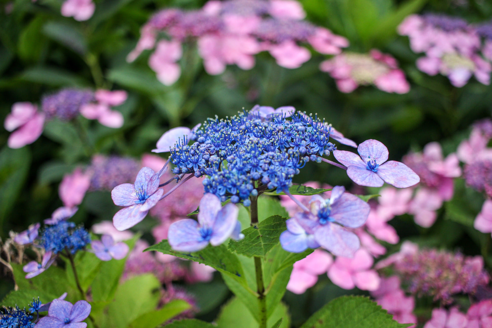 Hydrangea on sale serrata bluebird