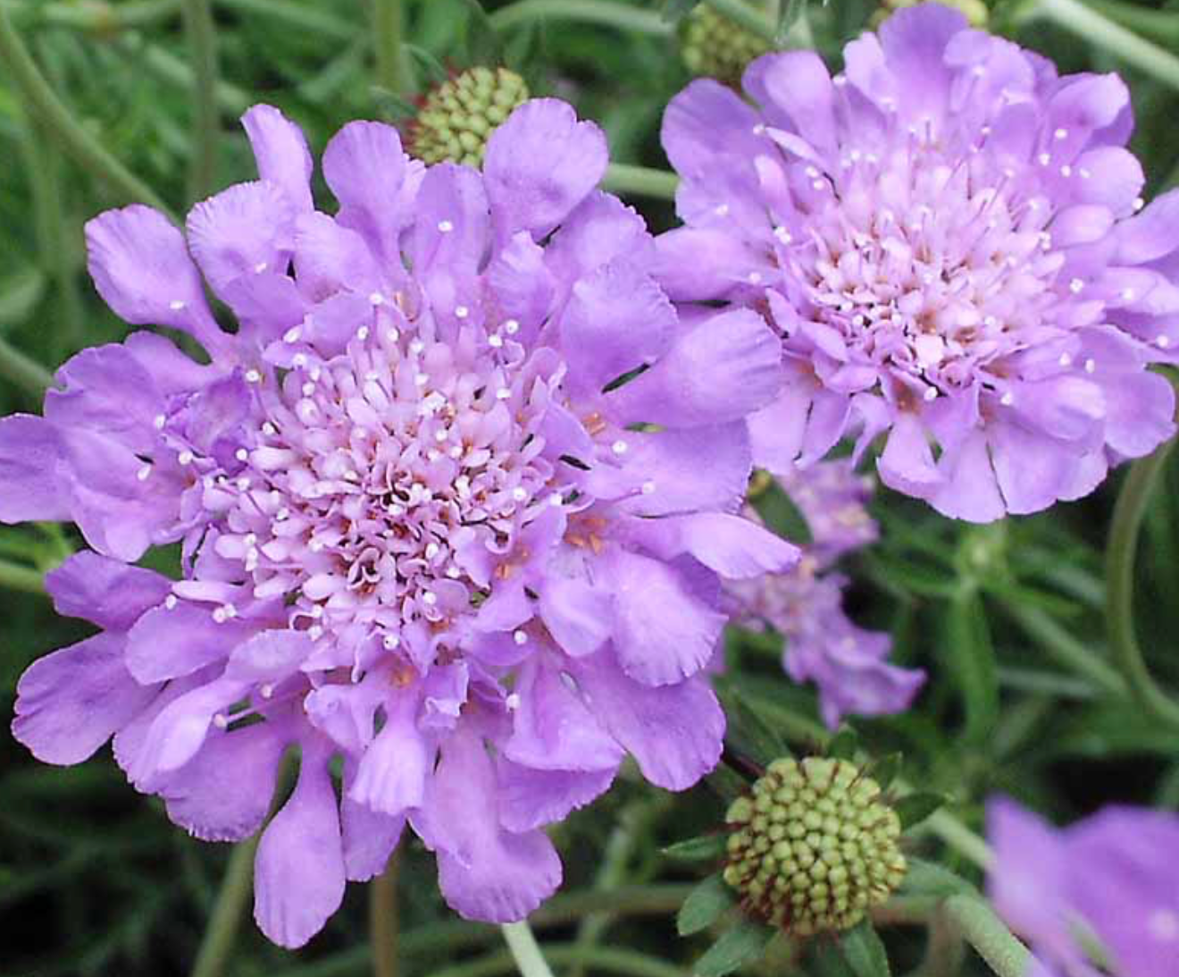 SCABIOSA COLUMBARIA BUTTERFLY BLUE / PINCUSHION