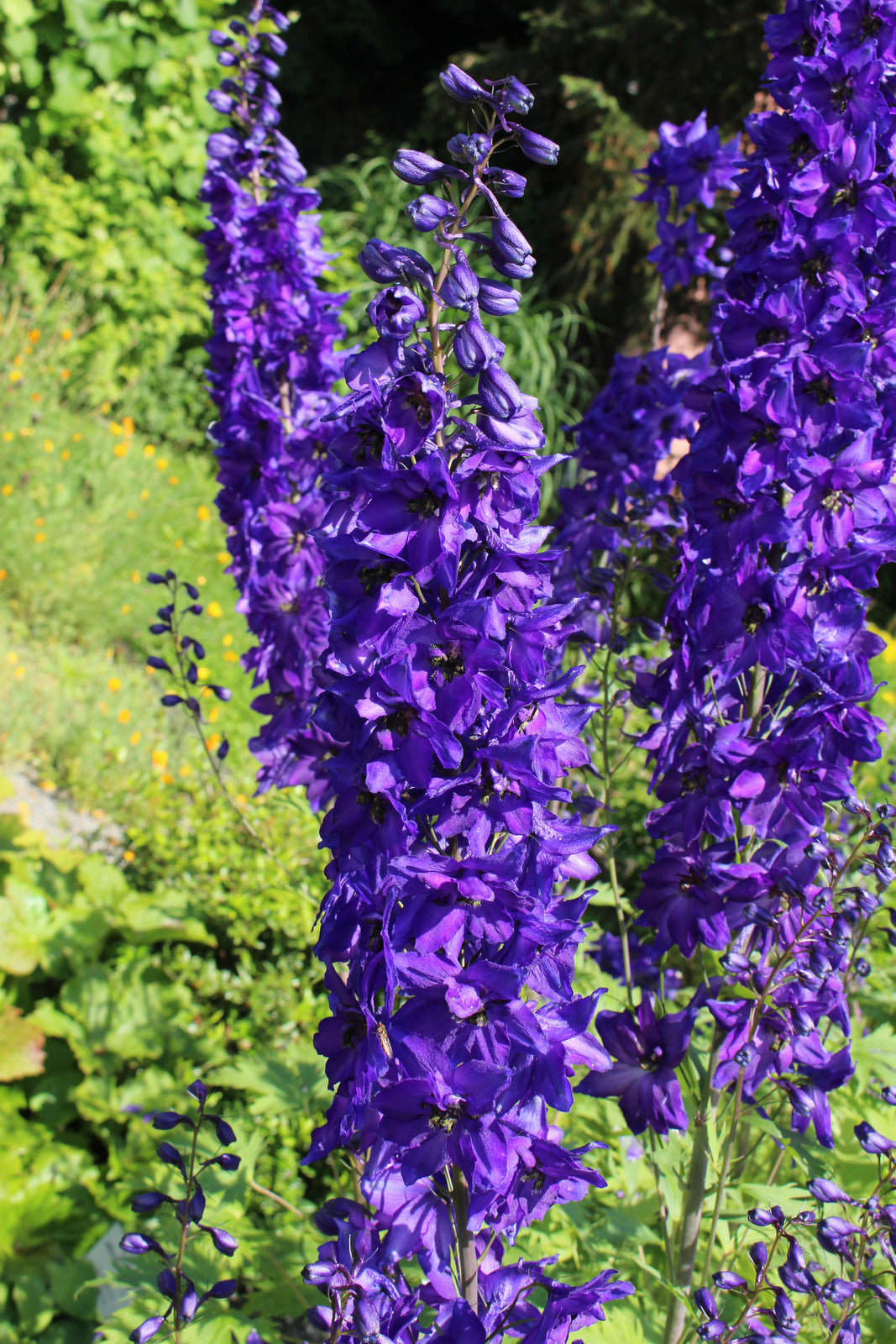 DELPHINIUM ELATUM PAGAN PURPLES / LARKSPUR