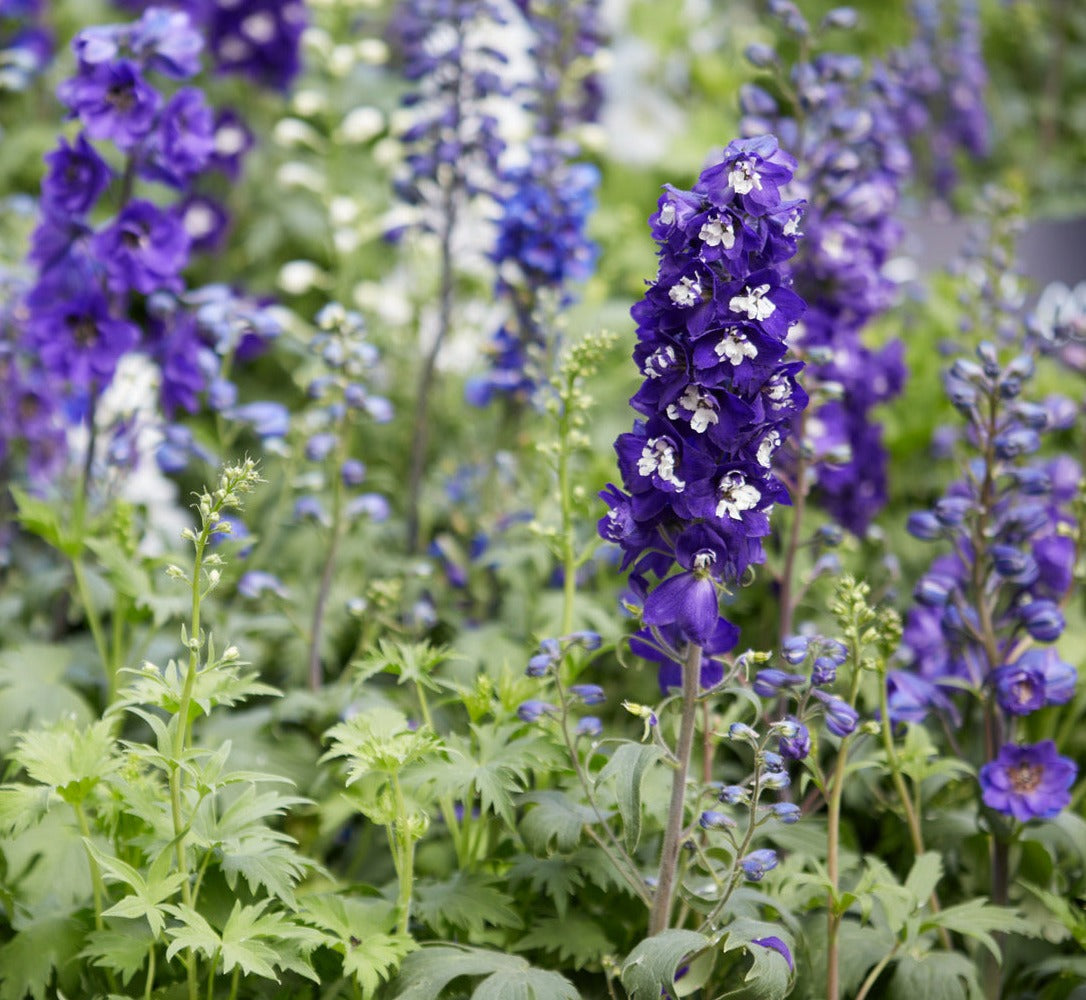 DELPHINIUM ELATUM PURPLE PASSION / LARKSPUR