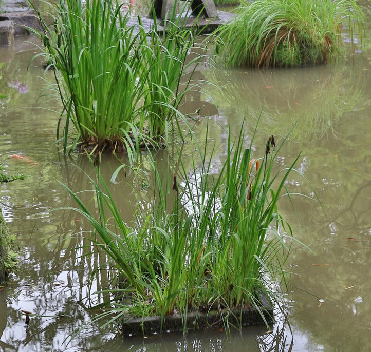 ACORUS CALAMUS VARIEGATUS / VARIEGATED SWEET FLAG