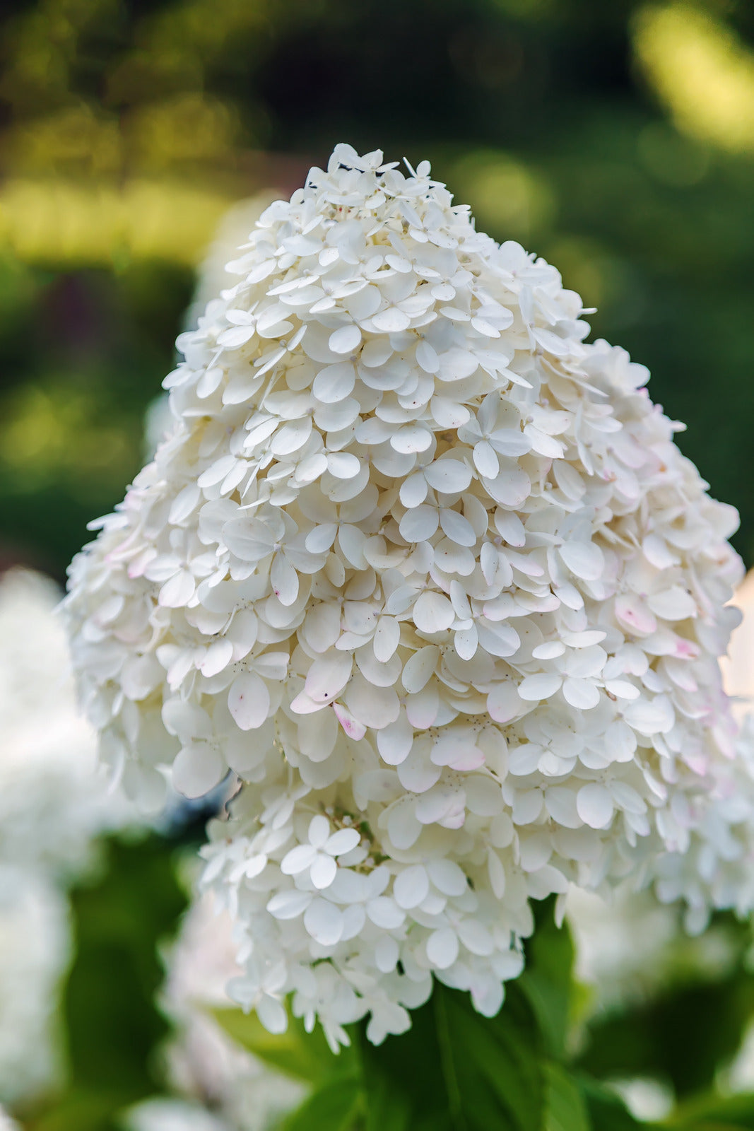 HYDRANGEA PANICULATA MEGA PEARL / MEGA PEARL HYDRANGEA