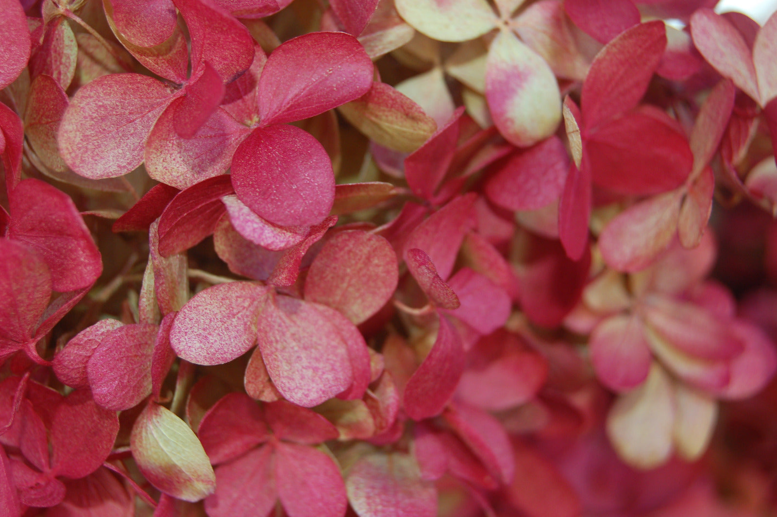 HYDRANGEA PANICULATA DIAMOND ROUGE® / RED DIAMOND HYDRANGEA