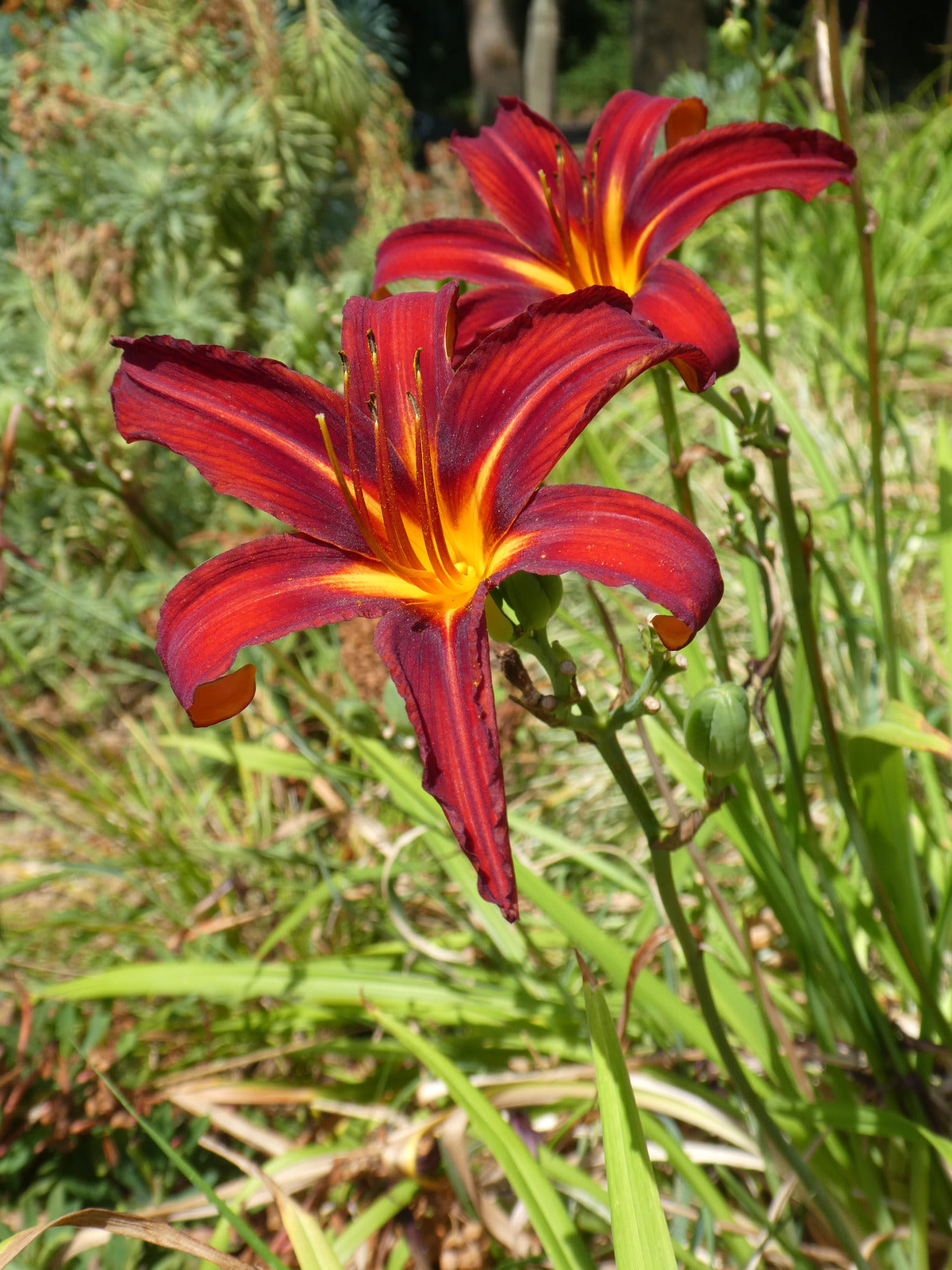 HEMEROCALLIS SAMMY RUSSELL / DAYLILY