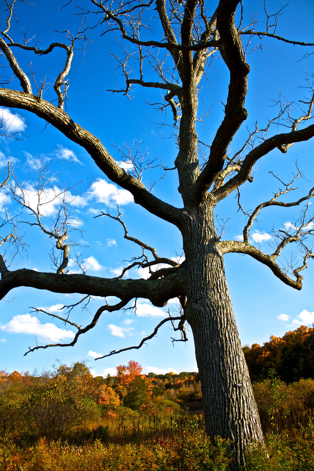 QUERCUS BICOLOR / SWAMP WHITE OAK