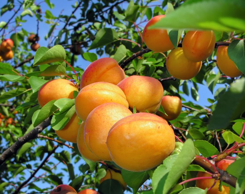 APRICOT TILTON / TILTON APRICOT