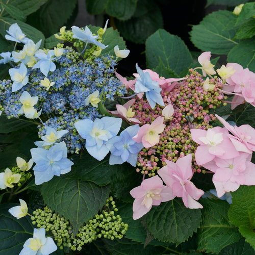 HYDRANGEA SERRATA TUFF STUFF AH-HA® / TUFF STUFF AH-HA® MOUNTAIN HYDRANGEA