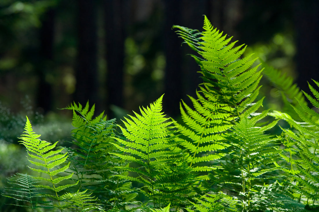 FERNS