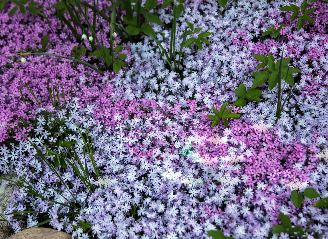 GROUNDCOVER