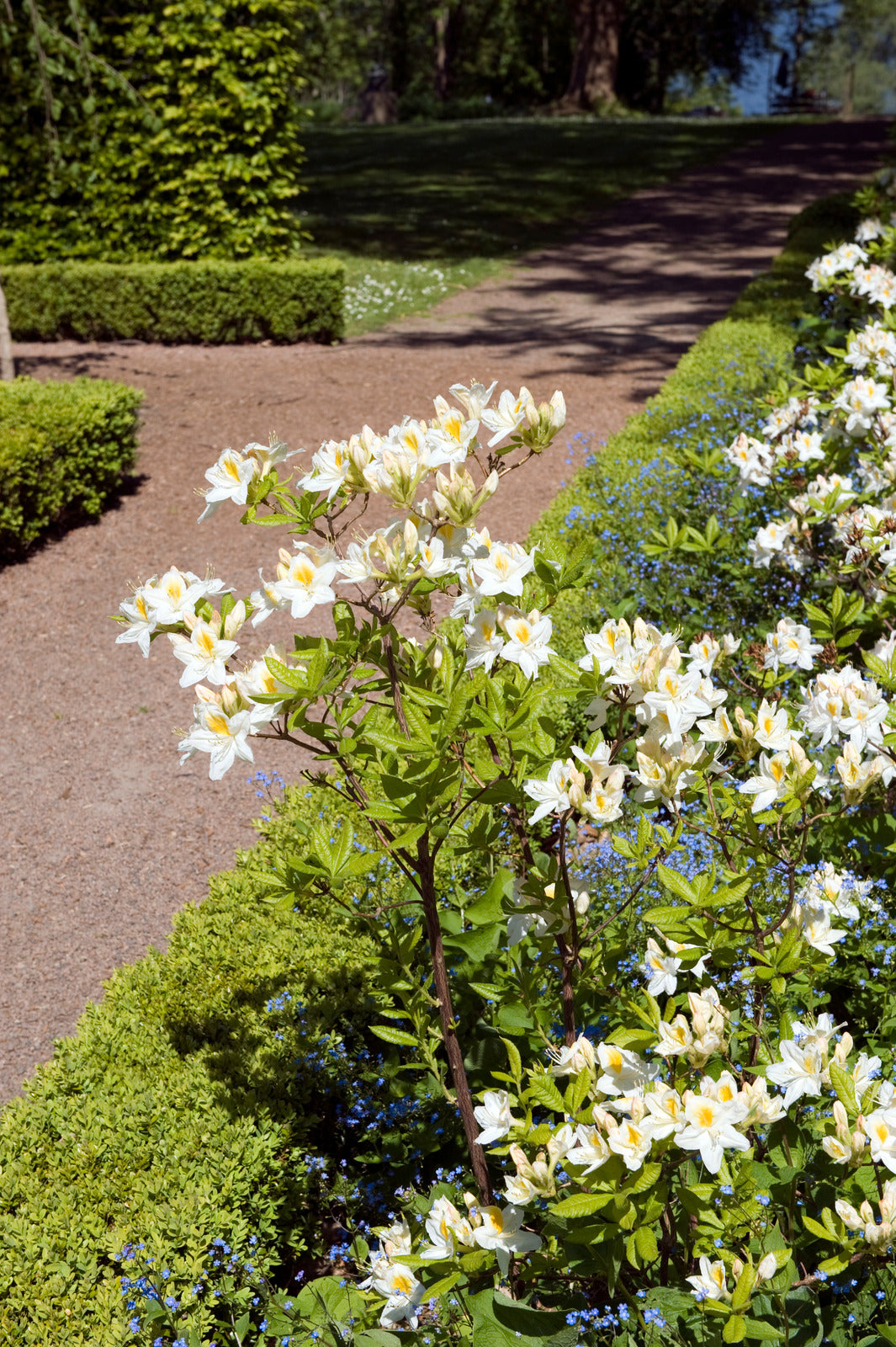 BROADLEAF EVERGREENS