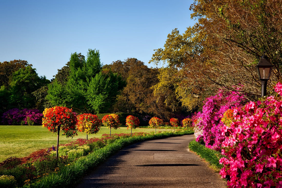 FLOWERING AND SHADE TREES