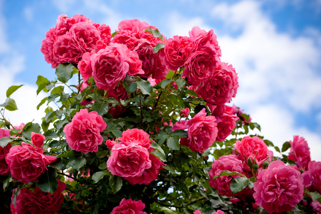ROSES