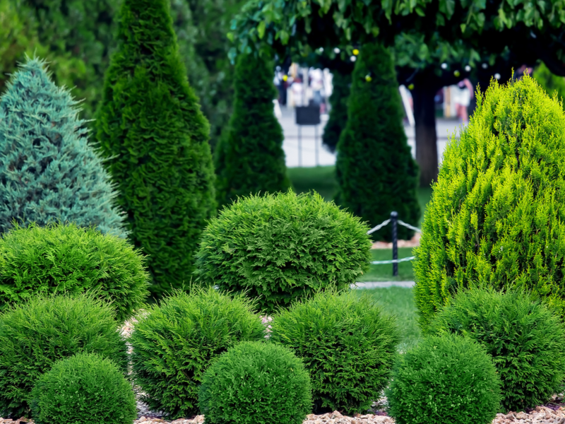 EVERGREENS