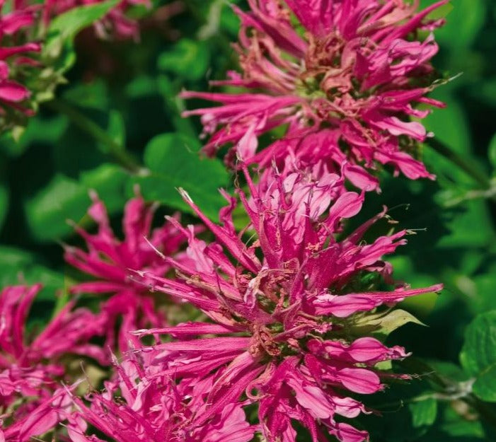 MONARDA DIDYMA GRAND MARSHALL / GRAND MARSHALL™ BEE BALM