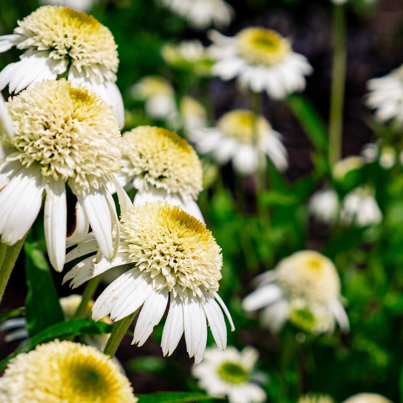 ECHINACEA PURPUREA VANILLA DRIP™&