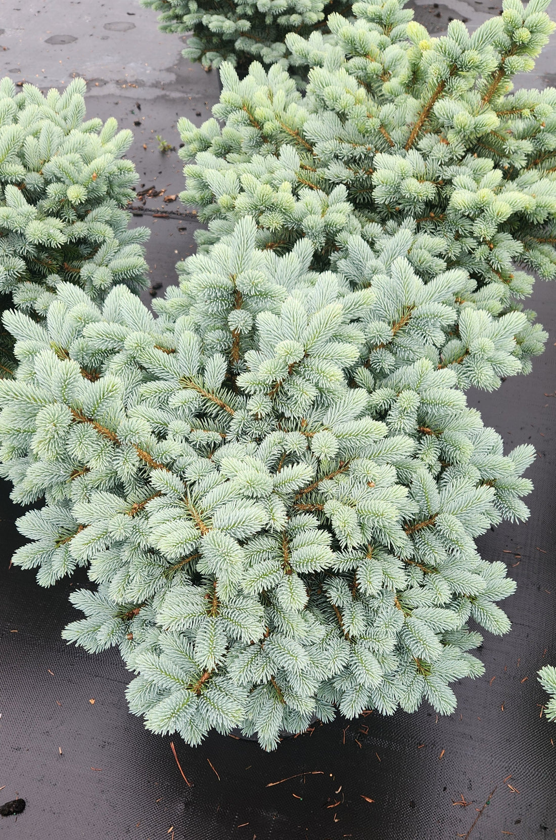 PICEA PUNGENS GLAUCA GLOBOSA / DWARF GLOBE BLUE SPRUCE