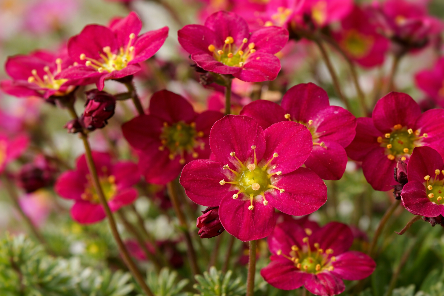 SAXIFRAGA X ARENDSII MARTO™ HOT ROSE / MARTO™ HOT ROSE SAXIFRAGE