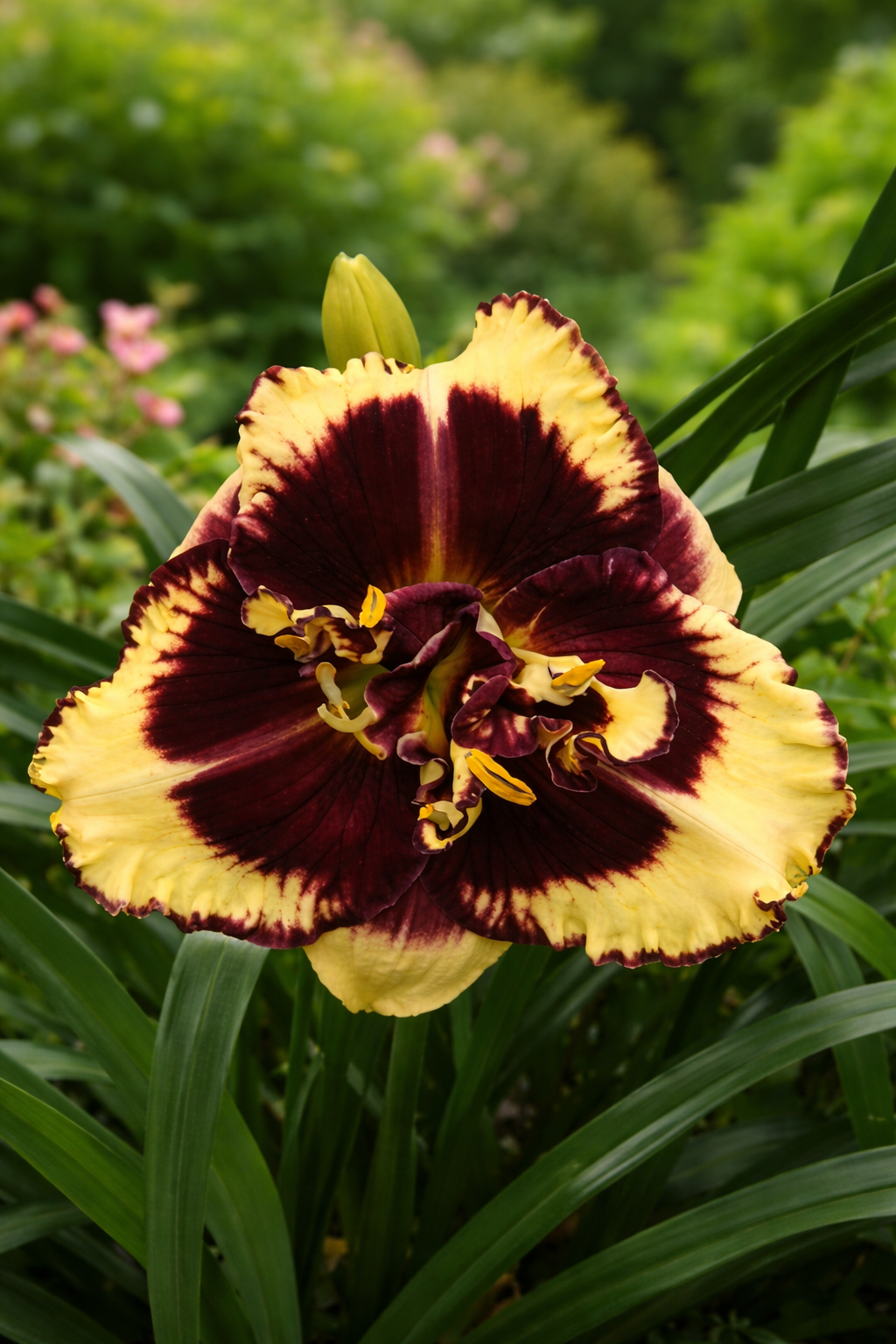 HEMEROCALLIS TIGER BLOOD / TIGER BLOOD DAYLILY
