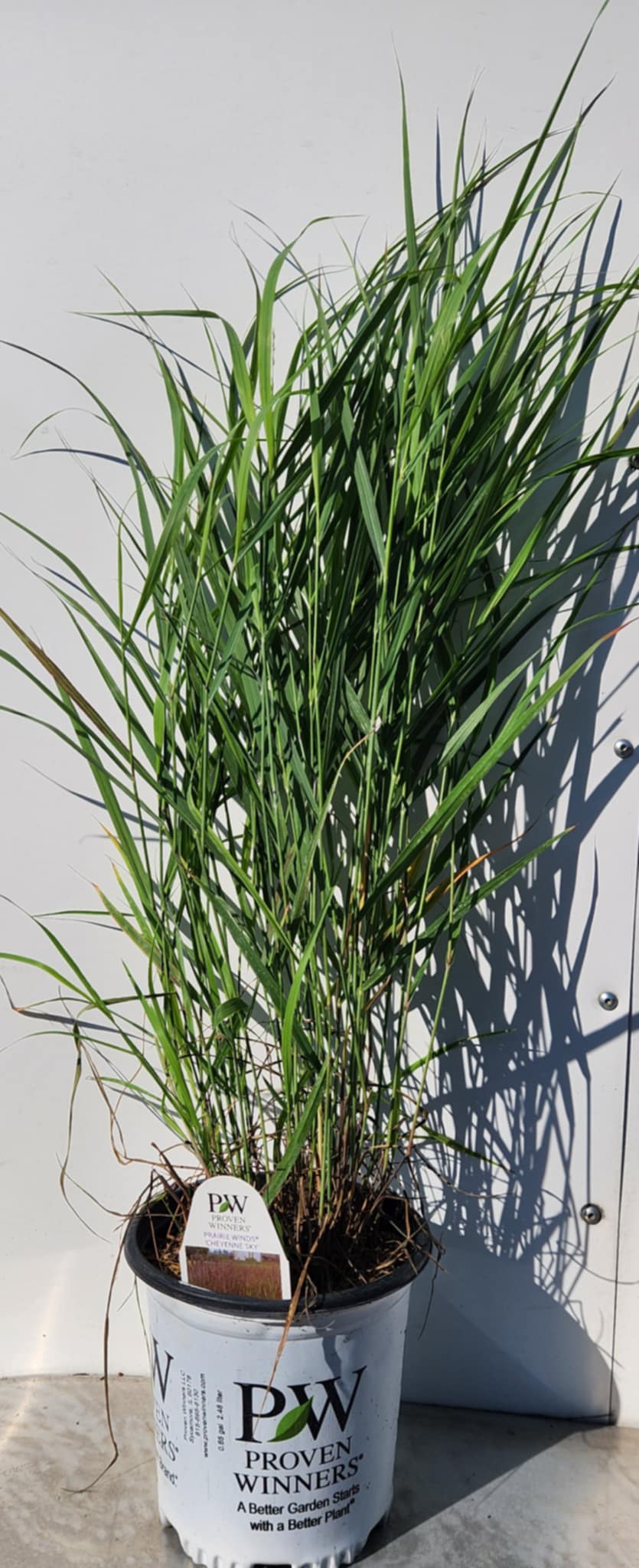 PANICUM VIRGATUM CHEYENNE SKY / CHEYENNE SKY SWITCH GRASS