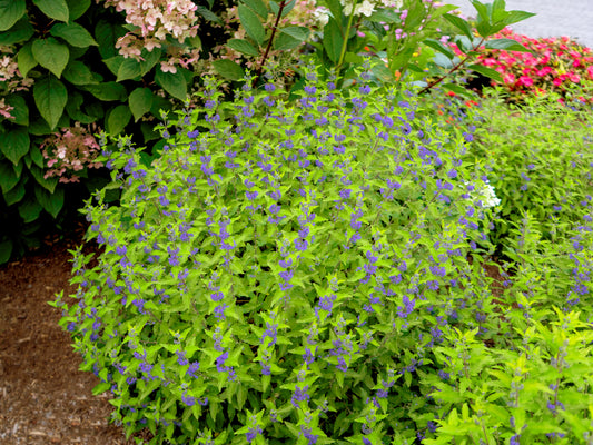 CARYOPTERIS X CLANDONENSIS BEEKEEPER™ / BEEKEEPER™ BLUEBEARD