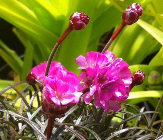 ARMERIA MARITIMA RUBRIFOLIA / RED-LEAVED SEA THRIFT