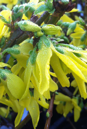 FORSYTHIA X INTERMEDIA LYNWOOD GOLD / LYNWOOD GOLD FORSYTHIA