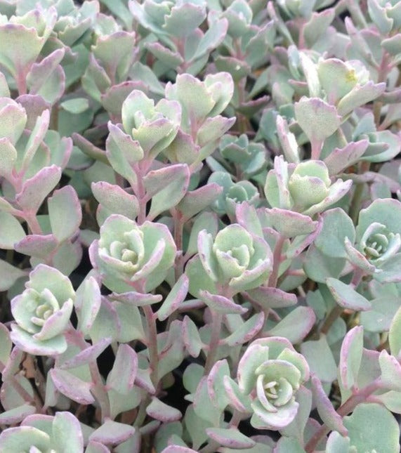 SEDUM CAUTICOLA LIDAKENSE / STONECROP