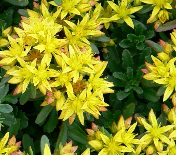 SEDUM FLORIFERUM WEIHENSTEPHANER GOLD / STONECROP