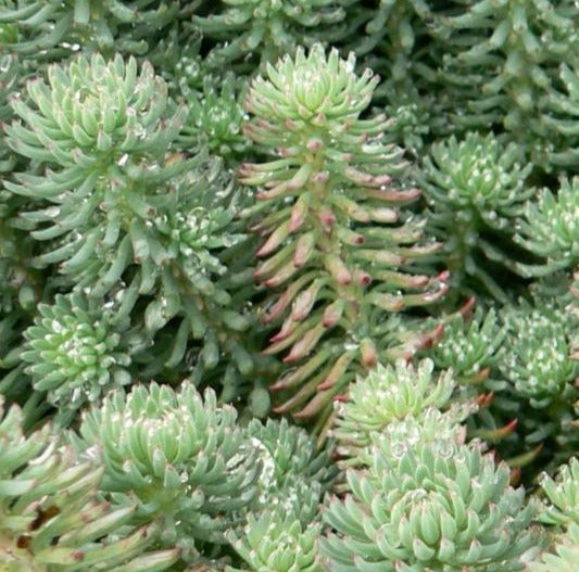 SEDUM REFLEXUM / BLUE SPRUCE STONECROP