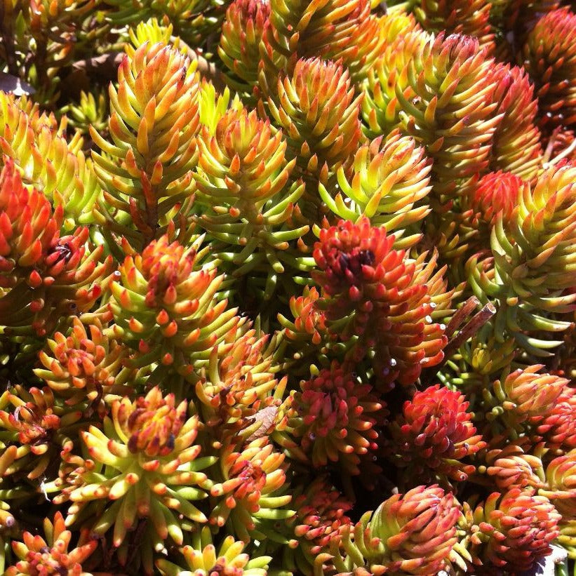 SEDUM REFLEXUM ANGELINA / GOLDEN STONECROP