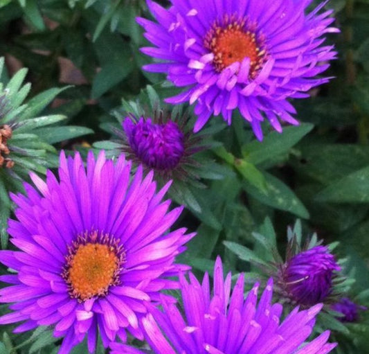 ASTER NOVAE-ANGLIAE PURPLE DOME / NEW ENGLAND ASTER