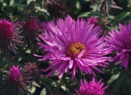 ASTER NOVAE-ANGLIAE VIBRANT DOME / NEW ENGLAND ASTER