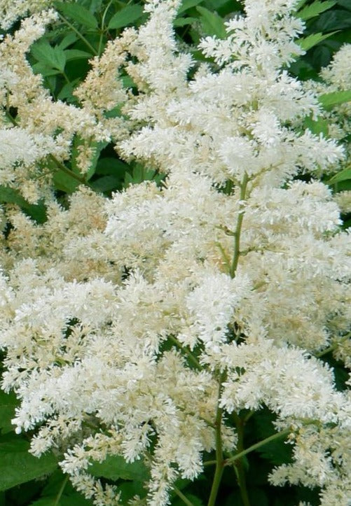 ASTILBE ARENDSII BRIDAL VEIL / BRIDAL VEIL FALSE SPIREA