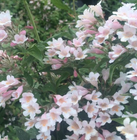 KOLKWITZIA AMABILIS / BEAUTYBUSH