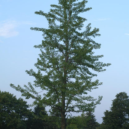 GINKGO BILOBA / MAIDENHAIR TREE