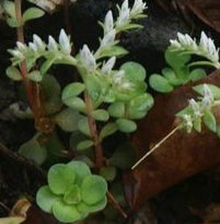 SEDUM TERNATUM / WILD STONECROP