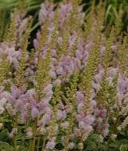 ASTILBE CHINENSIS PUMILA / DWARF FALSE SPIREA