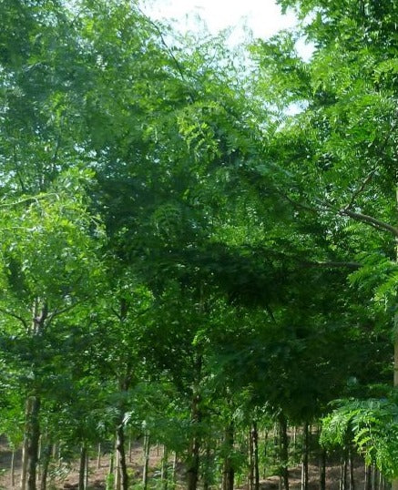 GLEDITSIA TRIACANTHOS VAR. INERMIS / THORNLESS HONEYLOCUST