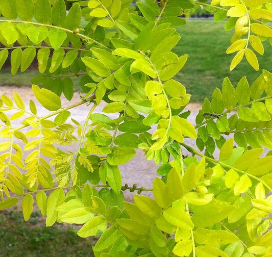 GLEDITSIA TRIACANTHOS VAR. INERMIS SUNBURST® / SUNBURST® HONEYLOCUST