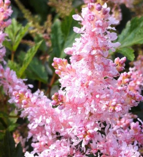 ASTILBE X SUGARBERRY / FALSE SPIREA