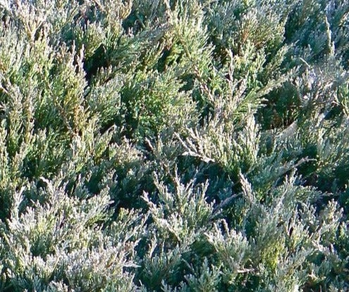 JUNIPERUS HORIZONTALIS HUGHES / HUGHES JUNIPER