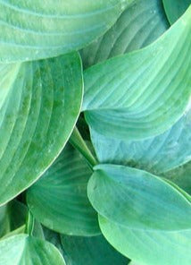 HOSTA HADSPEN BLUE / PLANTAIN LILY